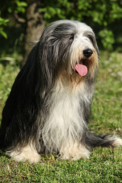 istock Bearded kollie in the garden 489604936