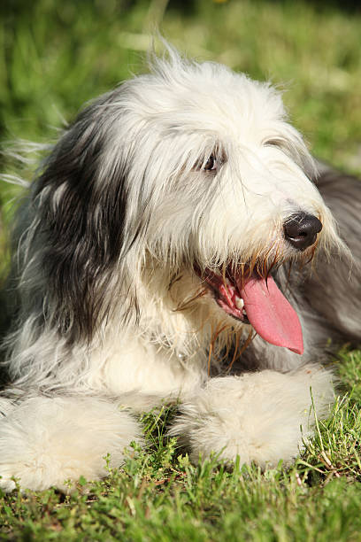 istock Bearded kollie in the garden 489604986