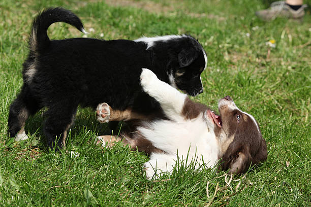istock Two playing puppies in the grass 489605100