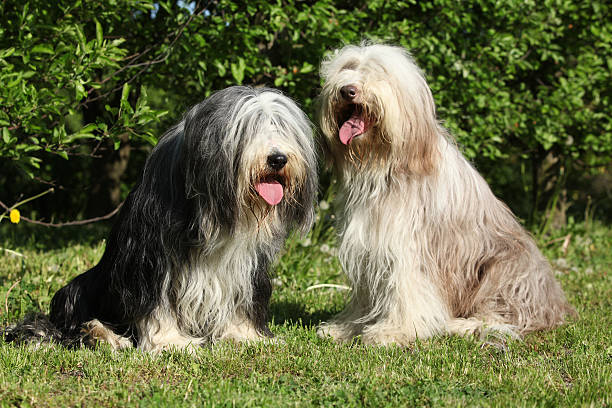istock Bearded Collie sitting in the garden 489605588