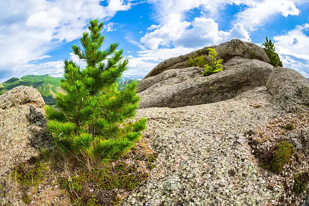 Photo of Young Cedar on the Mountain Top