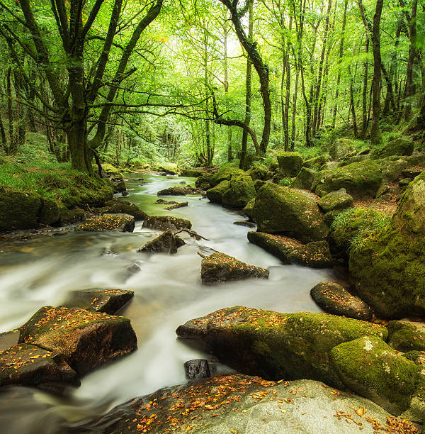 istock Beautiful landscape of river flowing through lush forest Golitha 489606276
