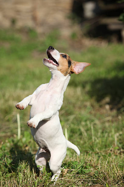 istock Crazy puppy of jack russell terrier jumping 489606426