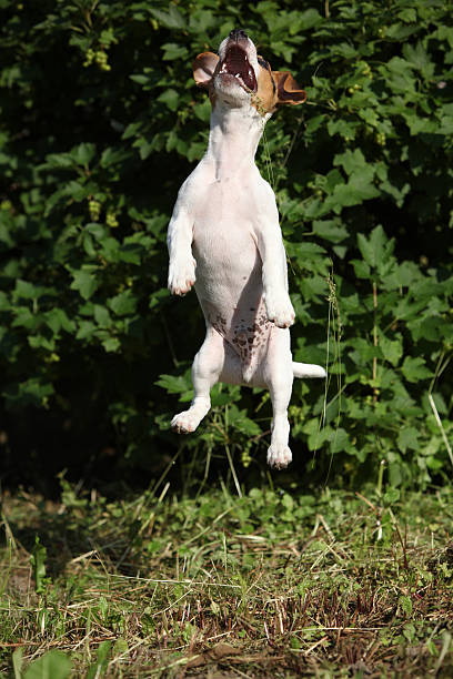 istock Crazy puppy of jack russell terrier jumping 489606652