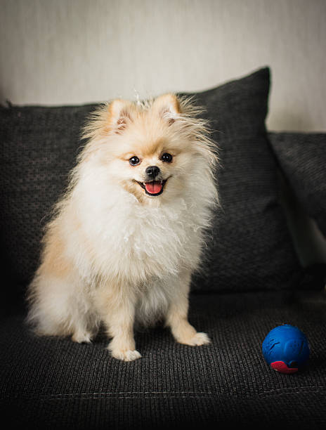 istock Pomeranian puppy 489606754