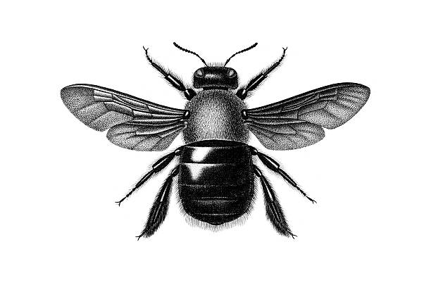 illustrations, cliparts, dessins animés et icônes de abeille menuisière - abeille menuisière