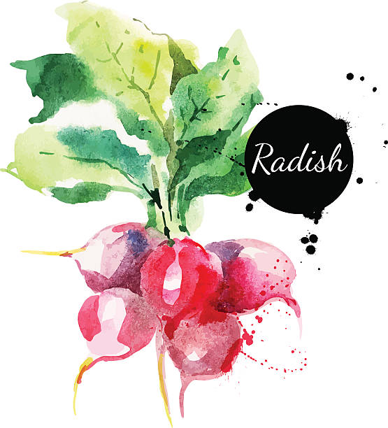 무, 리프. 수작업 워터컬러 가는 인명별 backgr - radish white background vegetable leaf stock illustrations