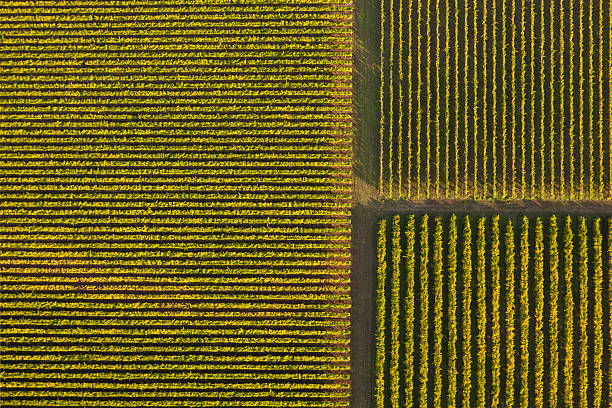 weinberg von oben - vineyard in a row crop california stock-fotos und bilder