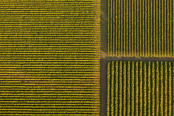 上からのブドウ園 - vineyard in a row crop california ストックフォトと画像