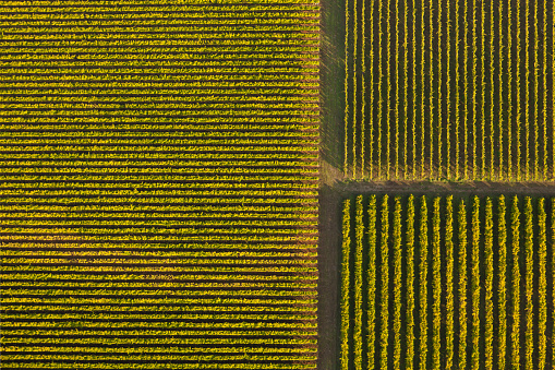 An aerial view of a vineyard. Taken from a hot air balloon,