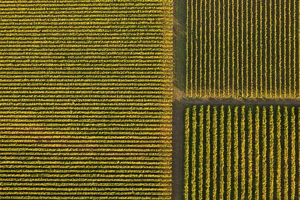 An aerial view of a vineyard. Taken from a hot air balloon,