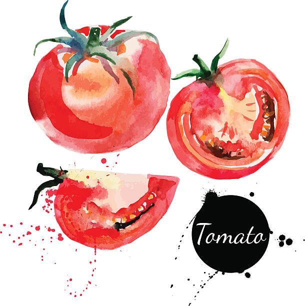 томатный набор. hand drawn акварельный живопись на белом фоне. - tomato isolated freshness white background stock illustrations