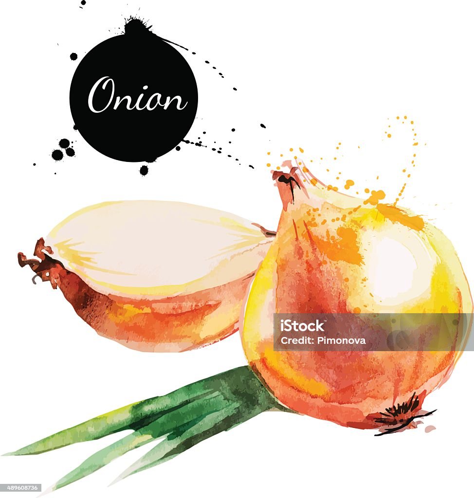 Onion. Hand drawn watercolor painting on white background. Vecto Onion. Hand drawn watercolor painting on white background. Vector illustration Watercolor Painting stock vector