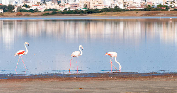 gruppo di fenicottero uccello camminando su un lago - freshwater bird animals in the wild feather animal leg foto e immagini stock