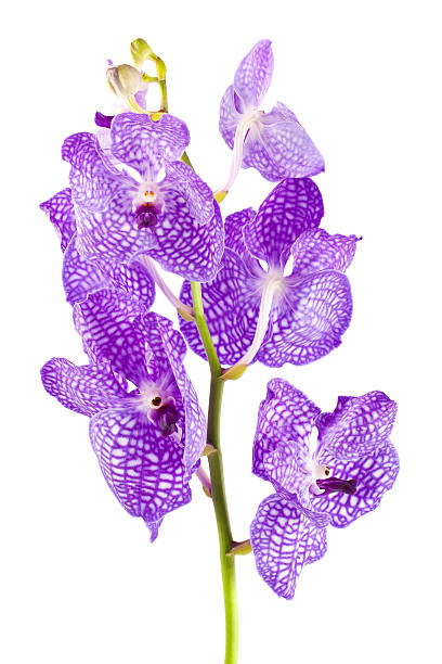 istock Orchid flower branch with buds 489610144
