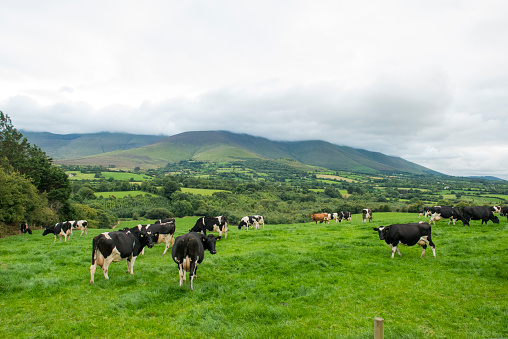 Herd of Friesian cattle grazing beneath the Galtee mountains, Glen of Aherlow, Tipperary, Ireland. 