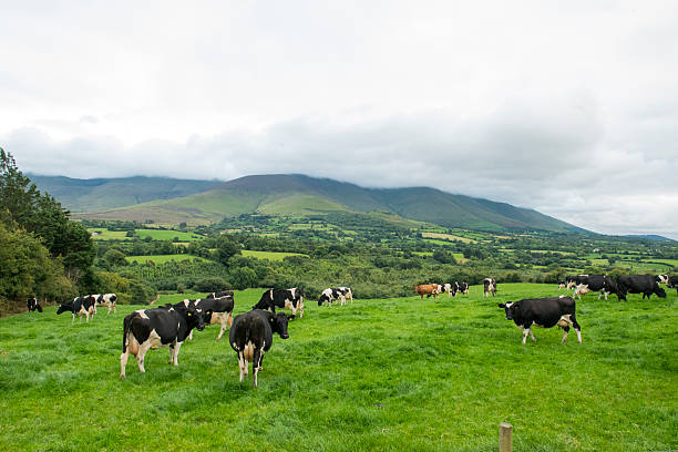 Herd of Friesian cattle stock photo