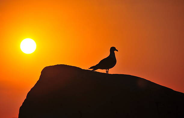 Seagull at sunset stock photo