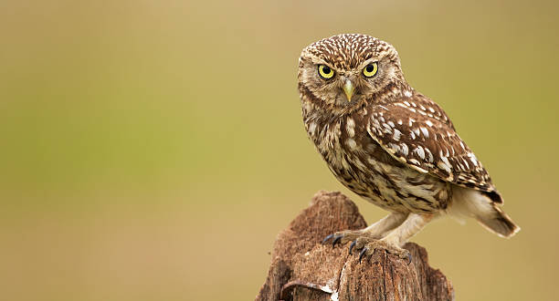 istock Wild little owl sitting on an old fence post 489611900