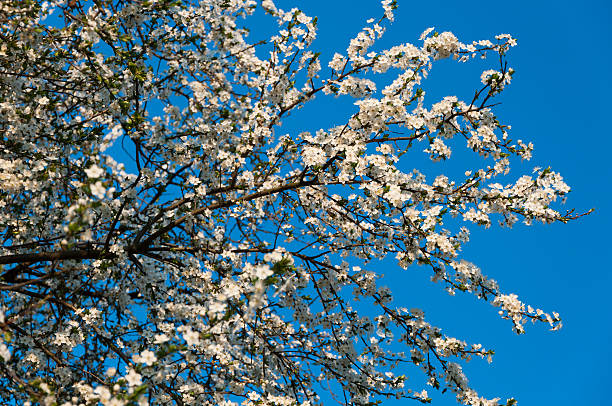 Cherry blossom in spring against a blue sky stock photo