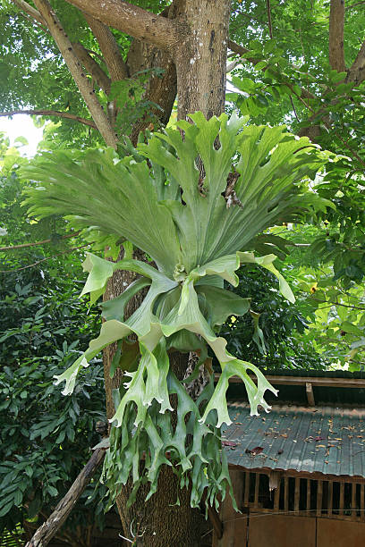 Bunch of Staghorn fern on the tree in forest Rare Platycerium superbum, Crown Staghorn, Indian Staghorn , Disk Staghorn, Big Staghorn fern on the tree sponger stock pictures, royalty-free photos & images