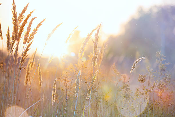 Art autumn sunny nature background
