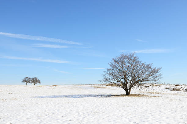 istock Meadow and Trees in Winter after Snowfall 489612912