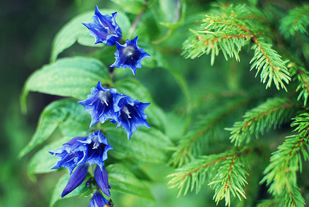 Gentiana asclepiadea with a fir tree Gentiana asclepiadea with a fir tree out in the nature enzian stock pictures, royalty-free photos & images