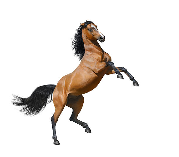 Bay stallion rearing - isolated on a white background Bay horse rearing - isolated on a white background rebellion stock pictures, royalty-free photos & images