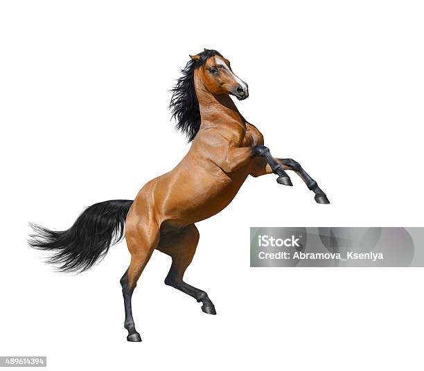 Bay Stallion Rearing Isolated On A White Background Stock Photo - Download Image Now