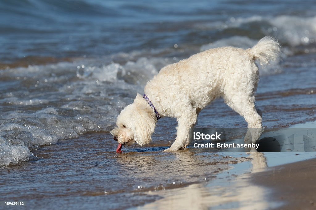 Small White Dog Drinking Water at a Beach Small White Dog Drinking Water at a Lake Huron Beach - Grand Bend, Ontario 2015 Stock Photo