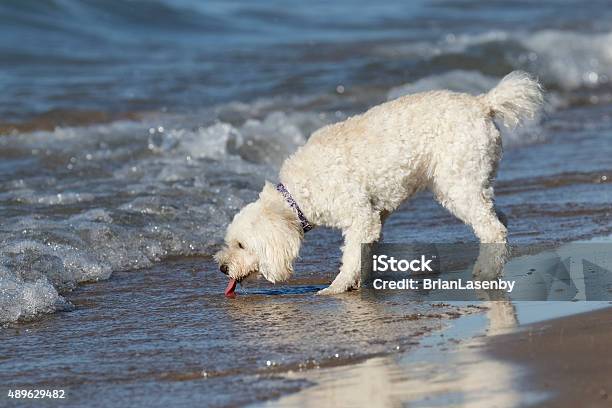 Small White Dog Drinking Water At A Beach Stock Photo - Download Image Now - 2015, Animal, Beach