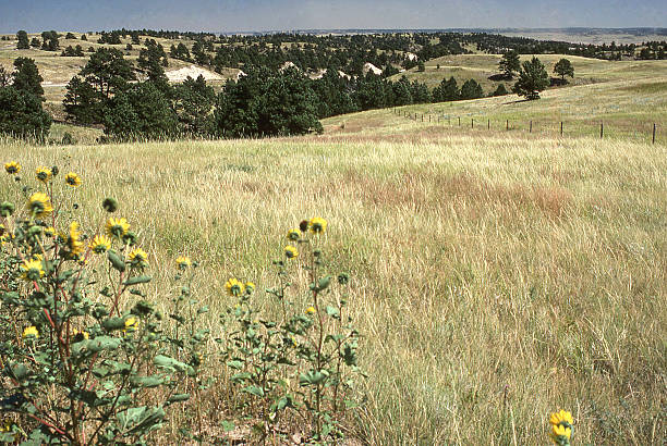 grasslands prärien hidden valley pinienwäldern des north central nebraska - nebraska landscape midwest usa landscaped stock-fotos und bilder