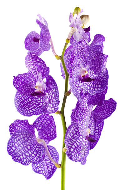 istock Orchid flower branch 489629750