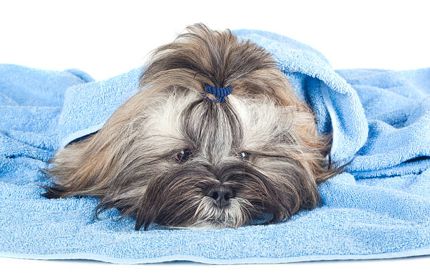 istock Funny puppy with a blue towel 489629796