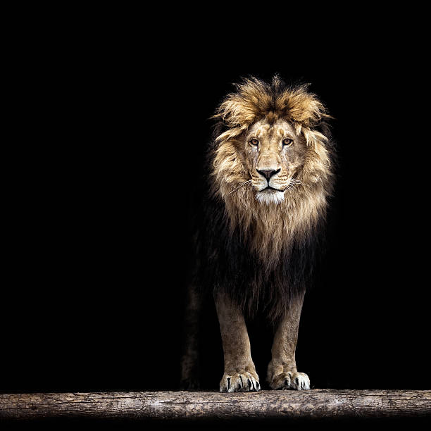 istock Portrait of a Beautiful lion 489629846