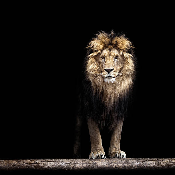Portrait of a Beautiful lion Portrait of a Beautiful lion, lion in the dark animal mane photos stock pictures, royalty-free photos & images