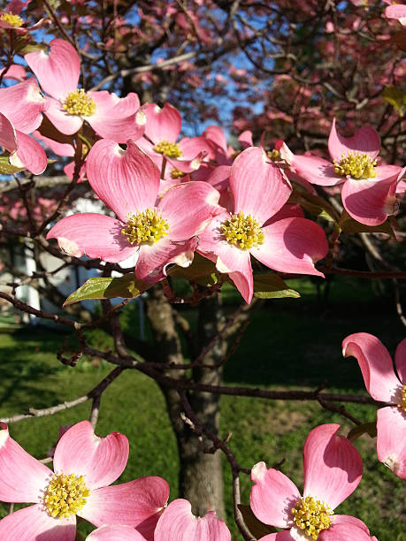 istock Pink Dogwood Flowering Tree 489631160