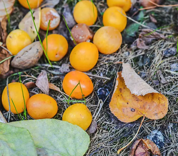 Yellow plums and autumn leaves laying on the ground
