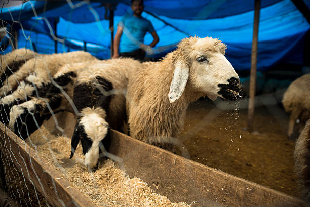 mercado de sacrificio - editorial sacrifice animal cow fotografías e imágenes de stock