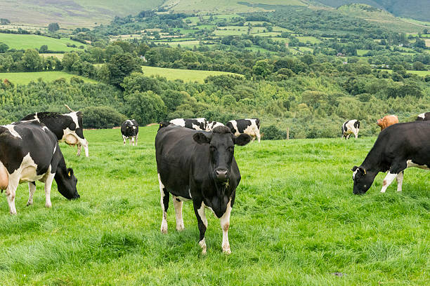 herd of Friesian cattle stock photo