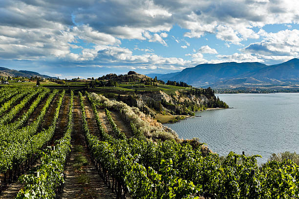 naramata viñedo valle de okanagan - okanagan penticton lake okanagan lake fotografías e imágenes de stock