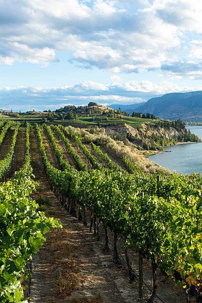 naramata weingut im okanagan valley - okanagan penticton lake okanagan lake stock-fotos und bilder