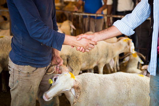 Selling sheep. Customer and seller shaking hands and dealing about the price of the sheep.