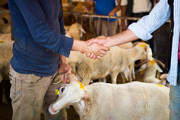 Sacrificial market Selling sheep. Customer and seller shaking hands and dealing about the price of the sheep. sacrifice stock pictures, royalty-free photos & images
