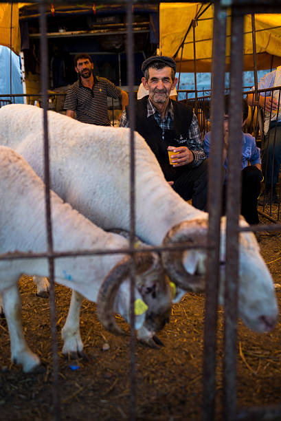 mercado de sacrificio - editorial sacrifice animal cow fotografías e imágenes de stock