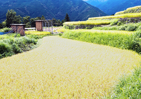 Rice terraces near harvesting