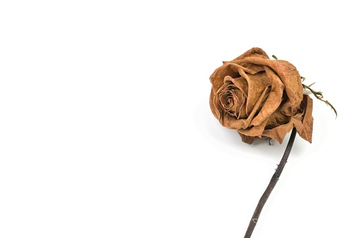 A close-up of a single red rose that has begun to die and fade in color.  The dead rose is isolated on a white background.  High resolution picture shot with a Nikon D800.