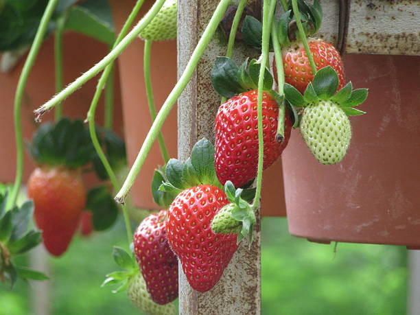 mûres fraises au hydroponic farm gros plan - hydroponics strawberry farm homegrown produce photos et images de collection