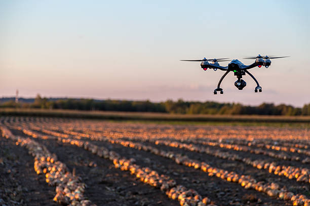 Drone Flying Over an Onions Field At Sunset stock photo